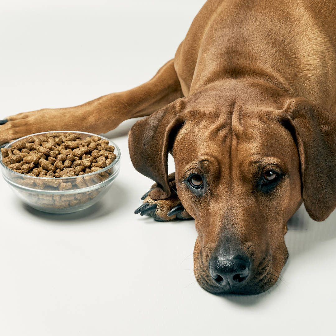 Op-Ed: Is Your Big Box Pet Store Feeding Your Dog or a Quarterly Report?