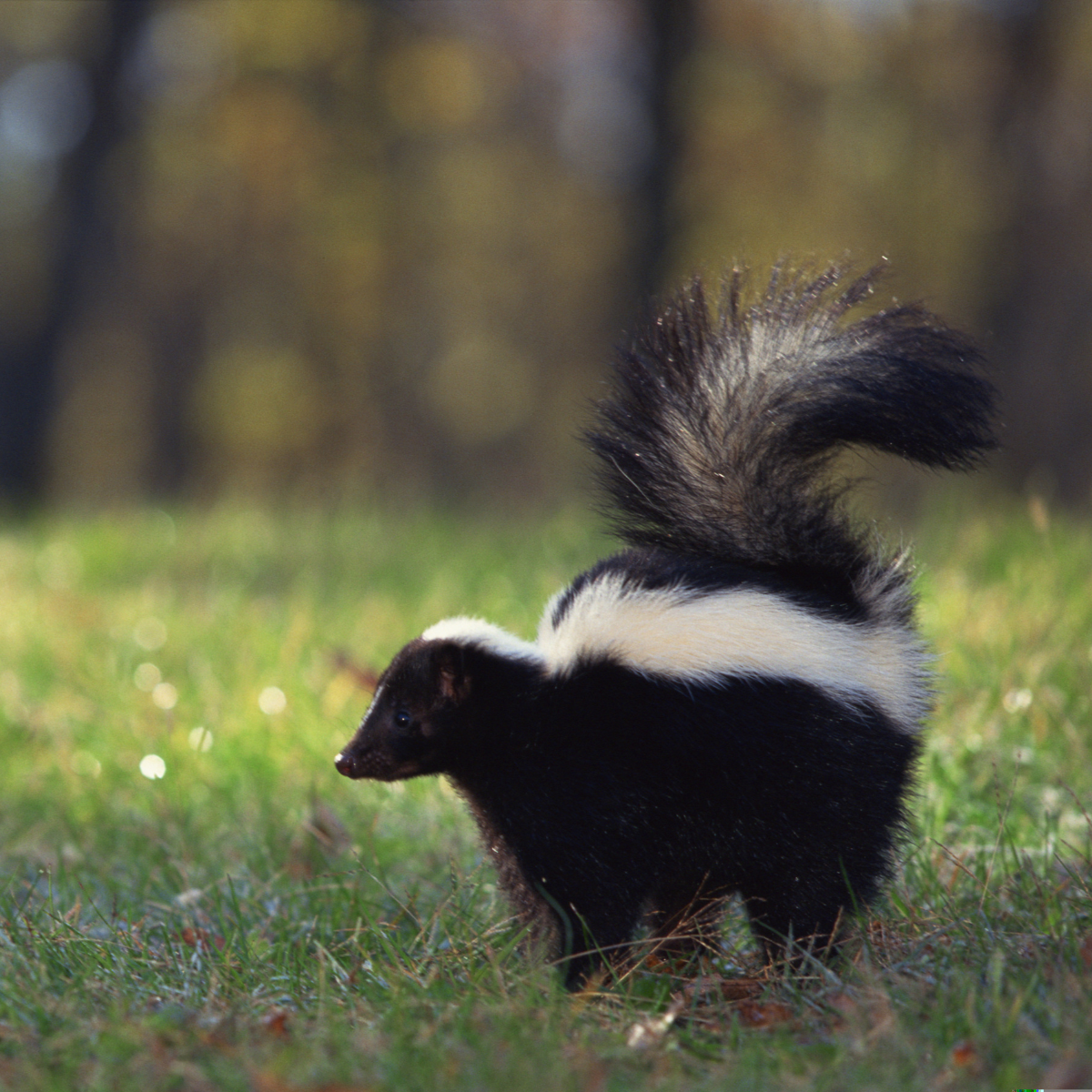Spicy Neighbours & Stinky Pups: The Fall Skunk Survival Guide 🦨