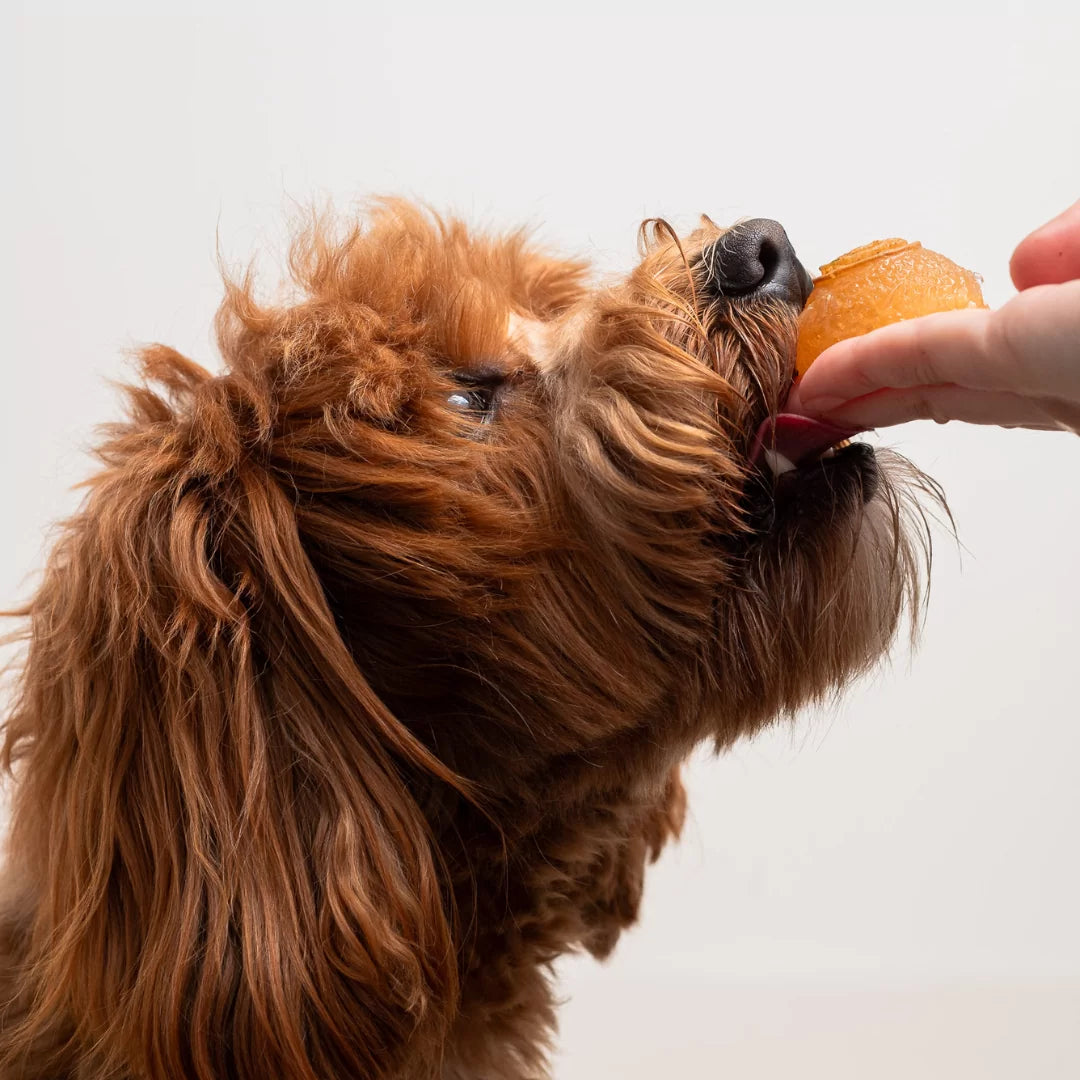 Cozy Bone Broth Meal Topper Pops