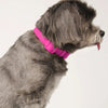 Soft-Touch Waterproof Dog Collar - Rose Pink