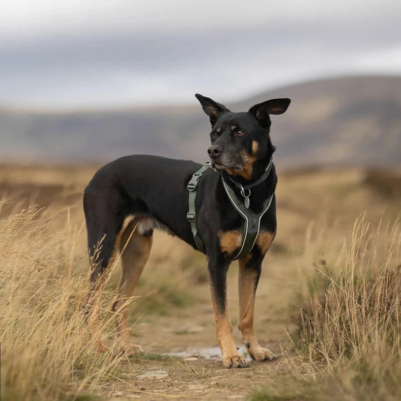 Line Harness 5.0 - Black