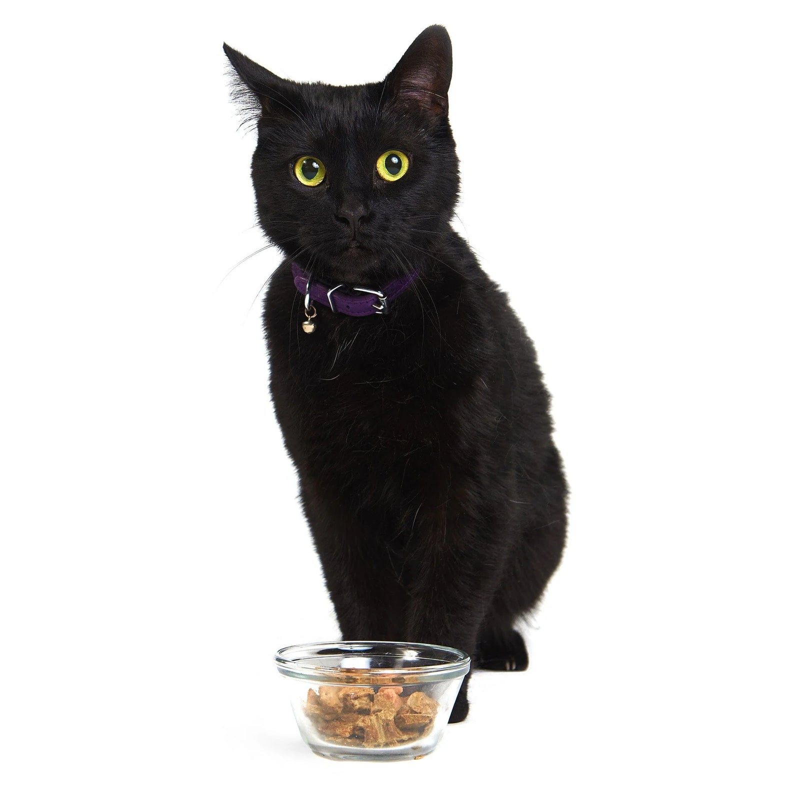 Raw Dehydrated Super Food for Cats - Purrfect Pork