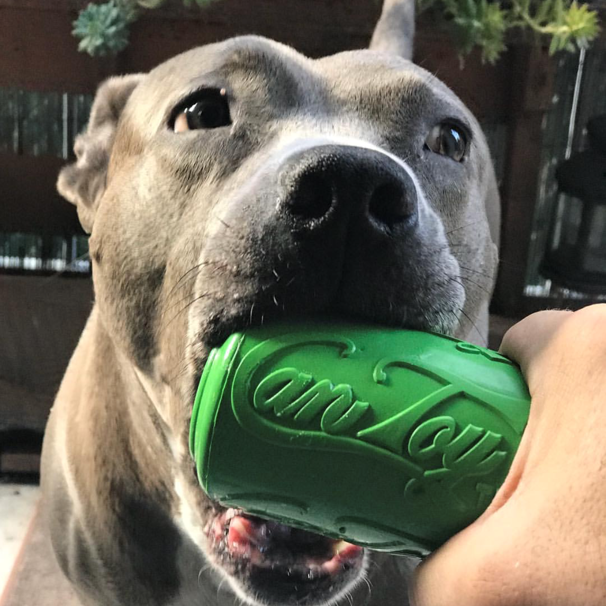 SODAPUP Can Toy