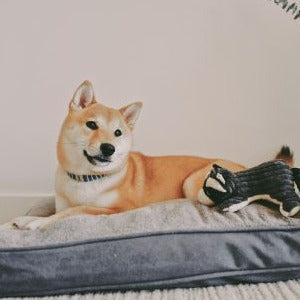 Dream Chaser Charcoal Cushion Bed