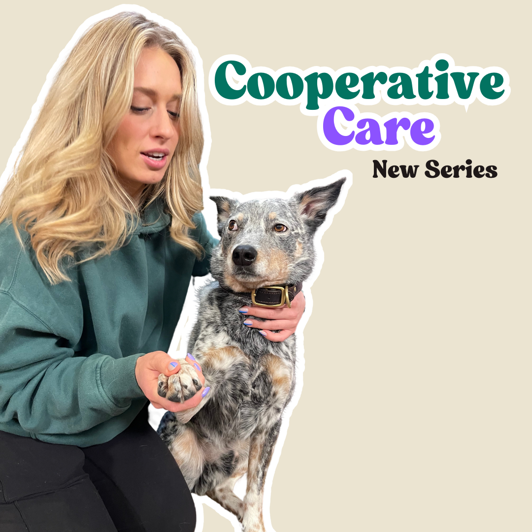 Little Chief & Co. Launches Exciting New Content Series: Cooperative Care for Dogs & Cats!