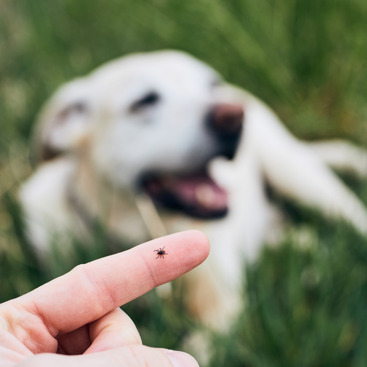 Think Tick Season Is Over? Think Again: Why August is Niagara’s Sneakiest Pest Month