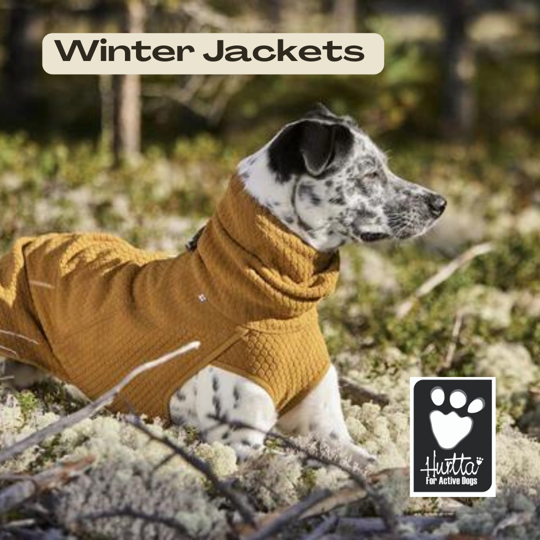 Little Chief Co. A New Breed of Dog Store