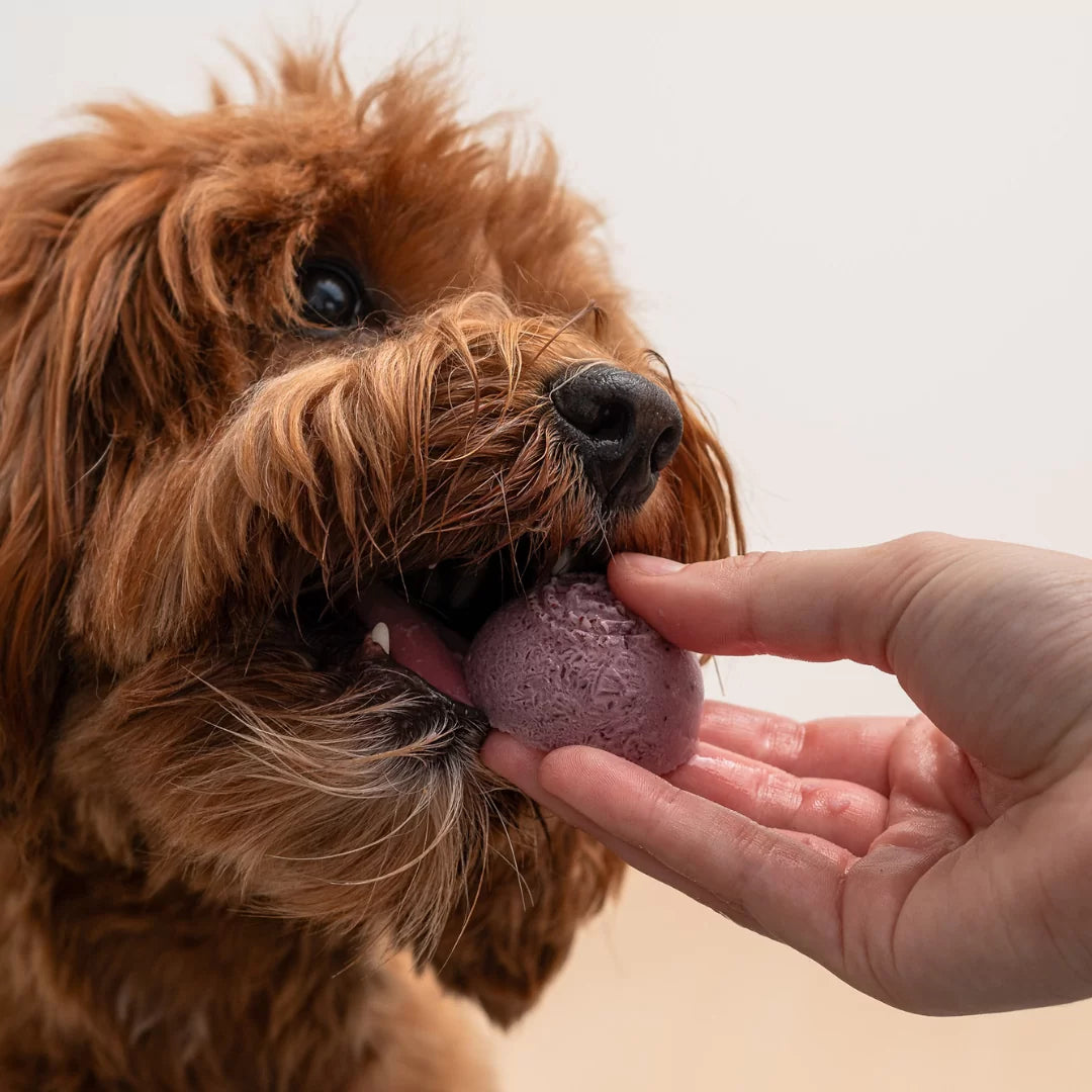Blueberry Frozen Yogurt Meal Topper Pops