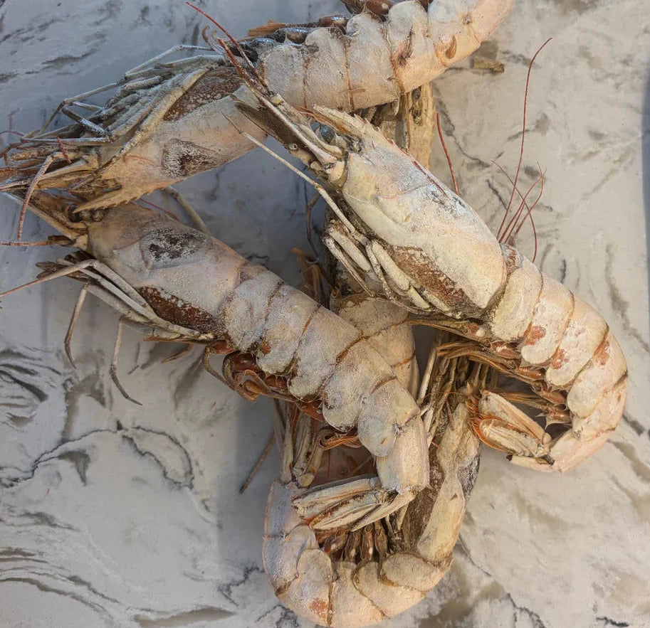 Freeze Dried Whole XL Shrimp