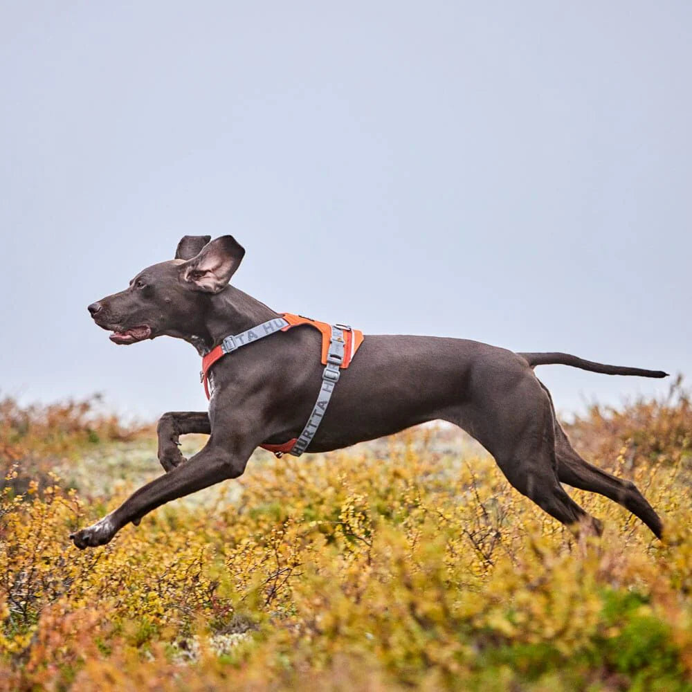 Rover Harness - Raven