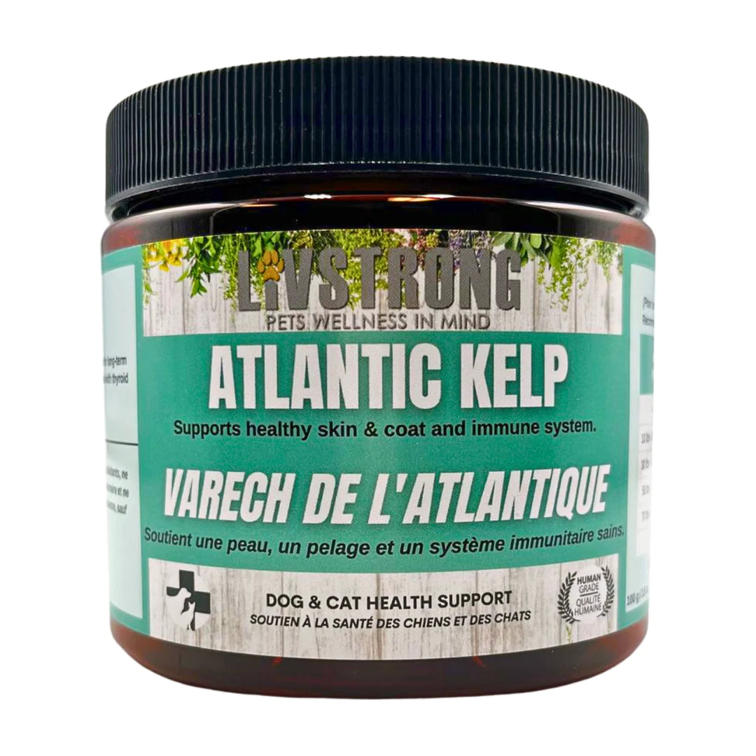 Atlantic Kelp