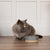 Scandi Non Tip Food & Water Bowl - Grey