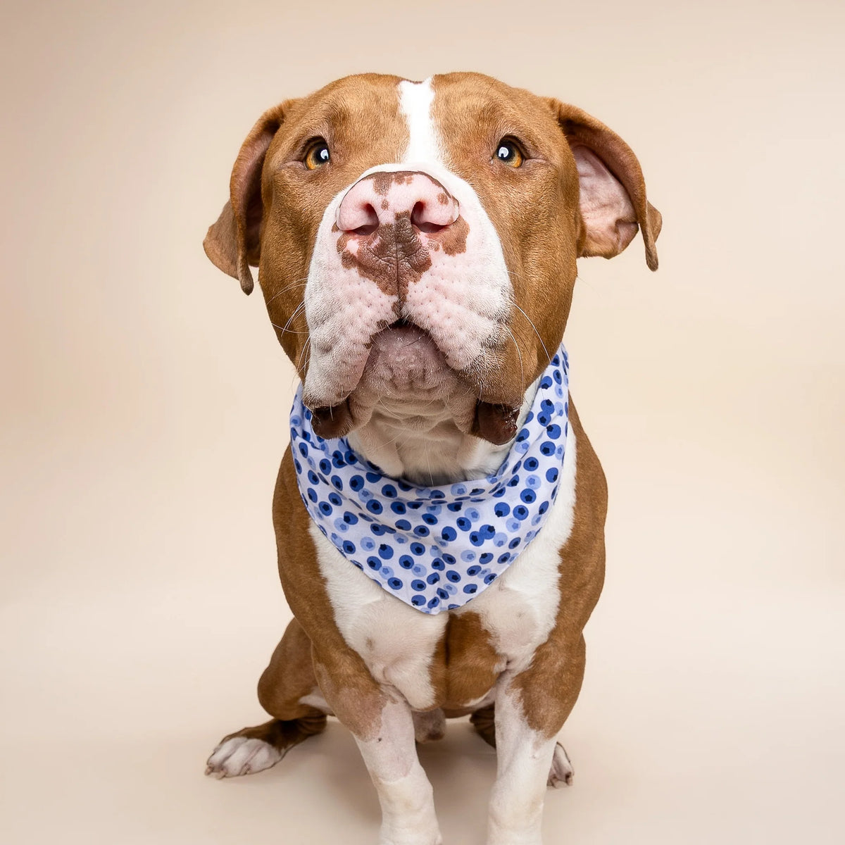 Berry Bandana