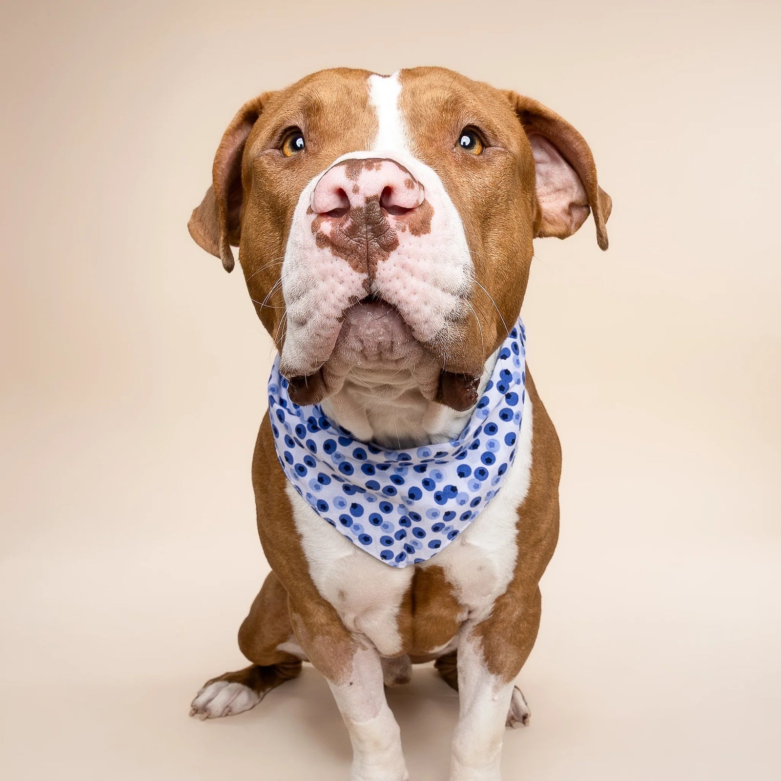 Berry Bandana