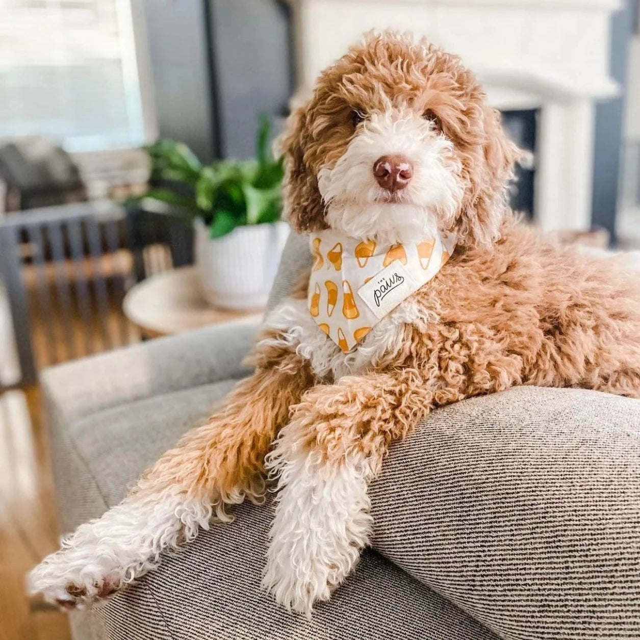 Candycorn Bandana