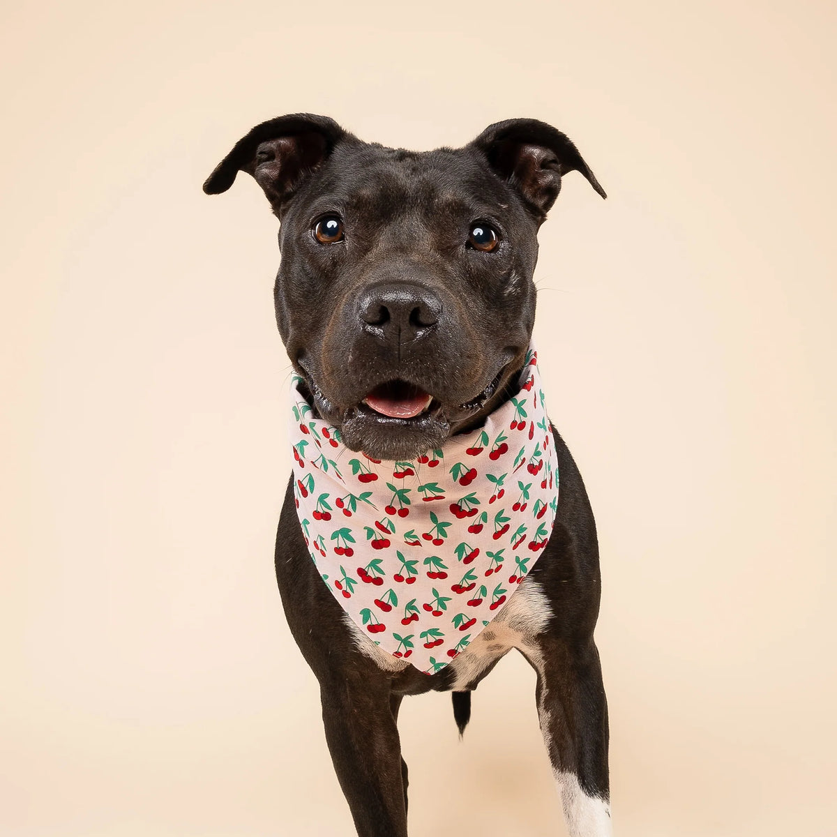 Cherry Pop Bandana