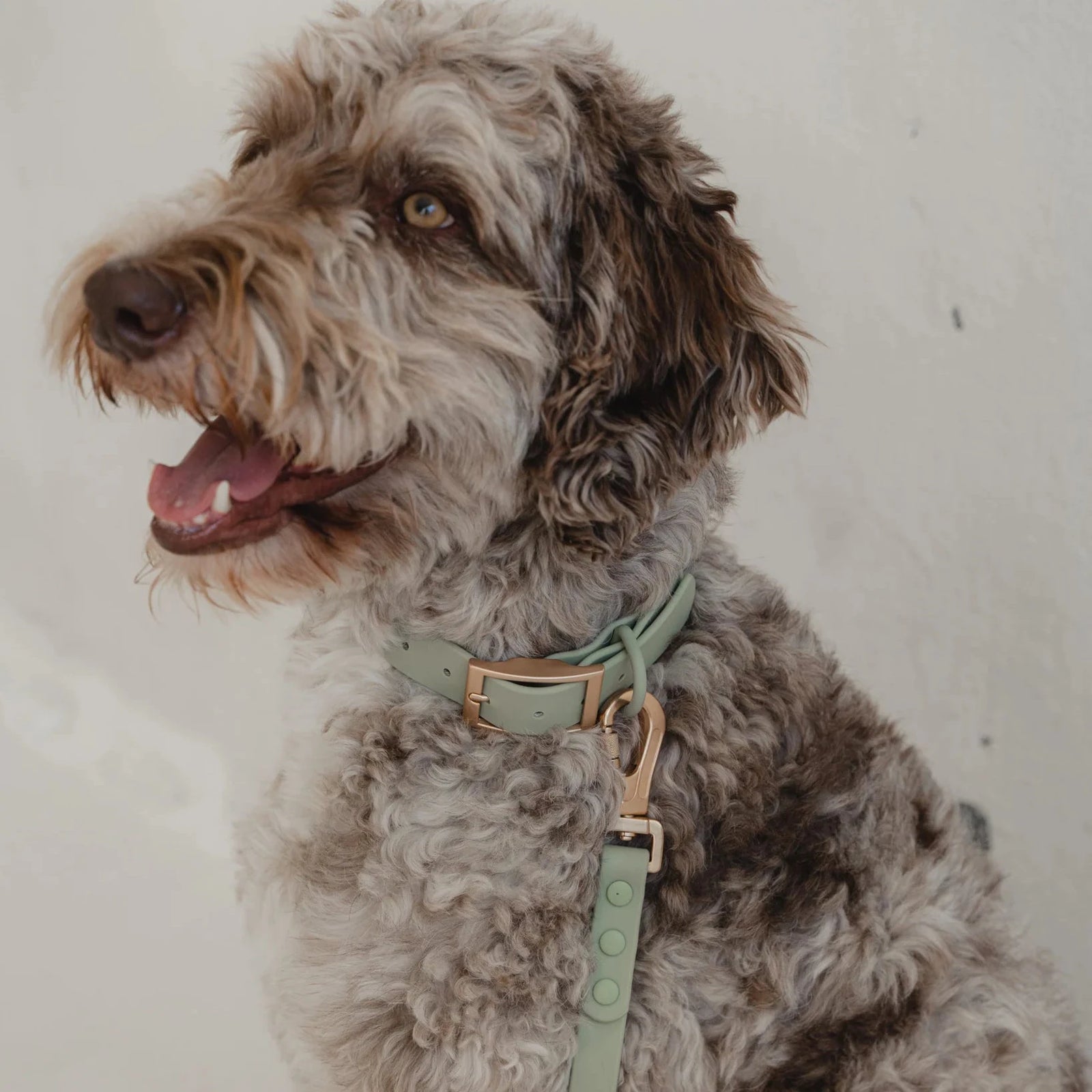 Waterproof Dog Collar - Sage Green