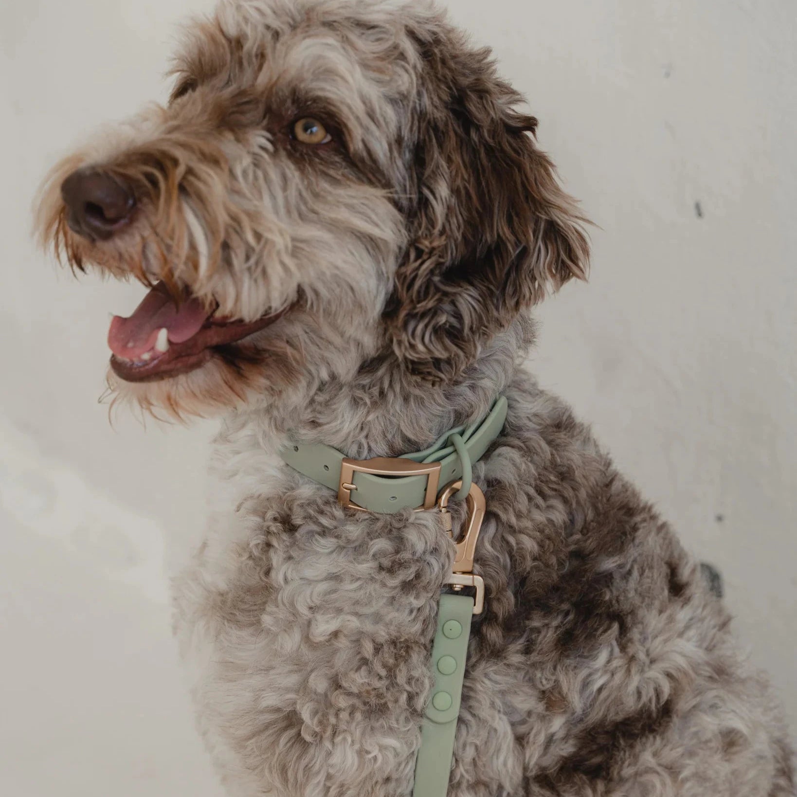 Waterproof Dog Leash - Sage Green