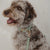Waterproof Dog Leash - Sage Green