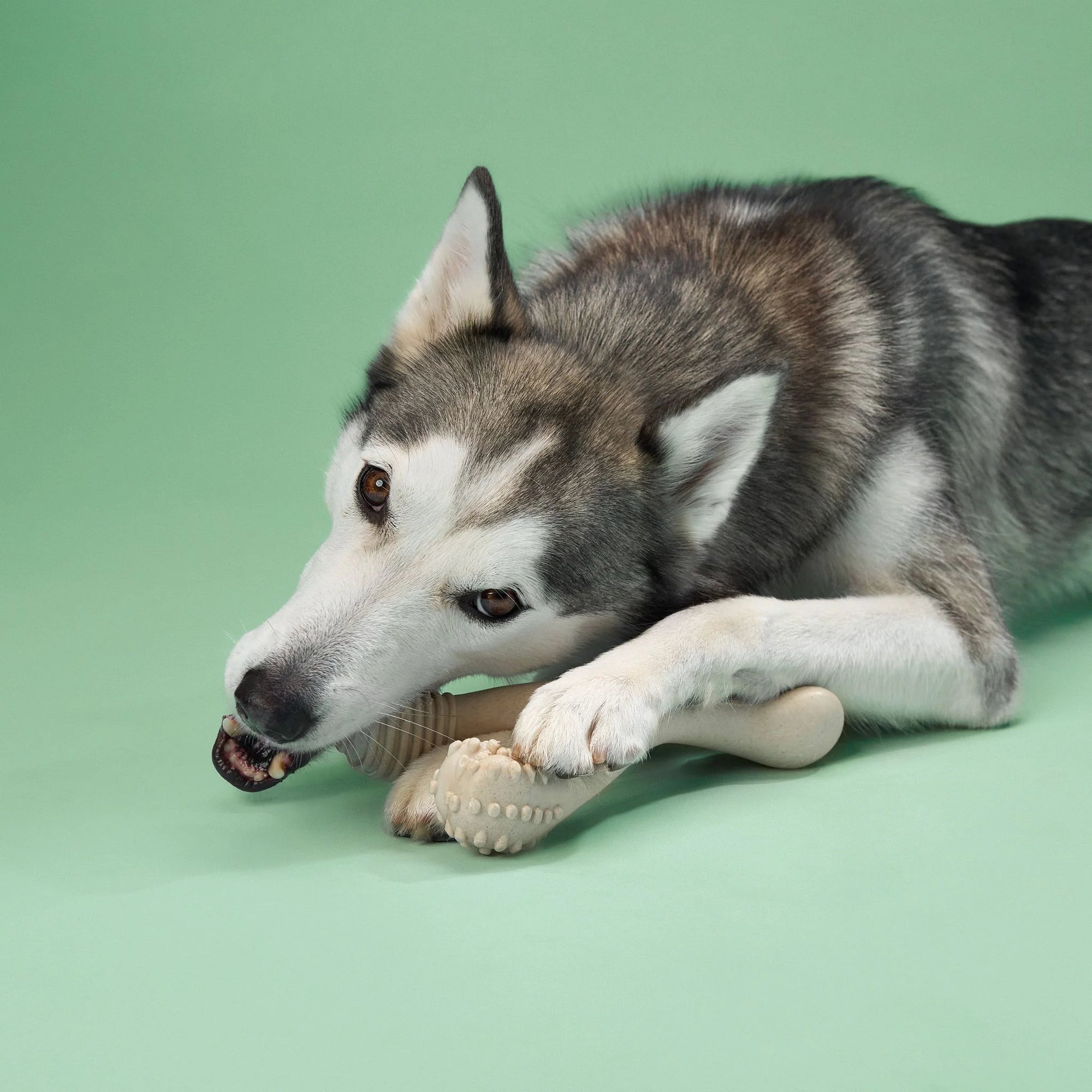 BetterBone MEDIUM for Everyday Chewers