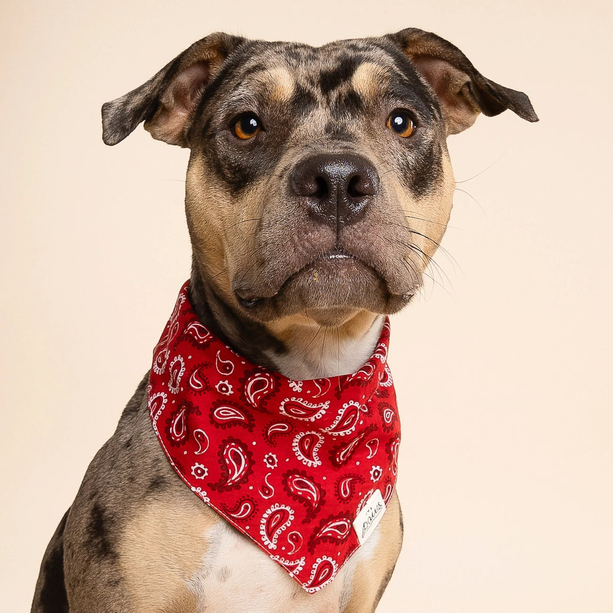 Dallas Bandana
