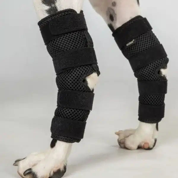 Dixie Dog Therapeutic Hock Brace