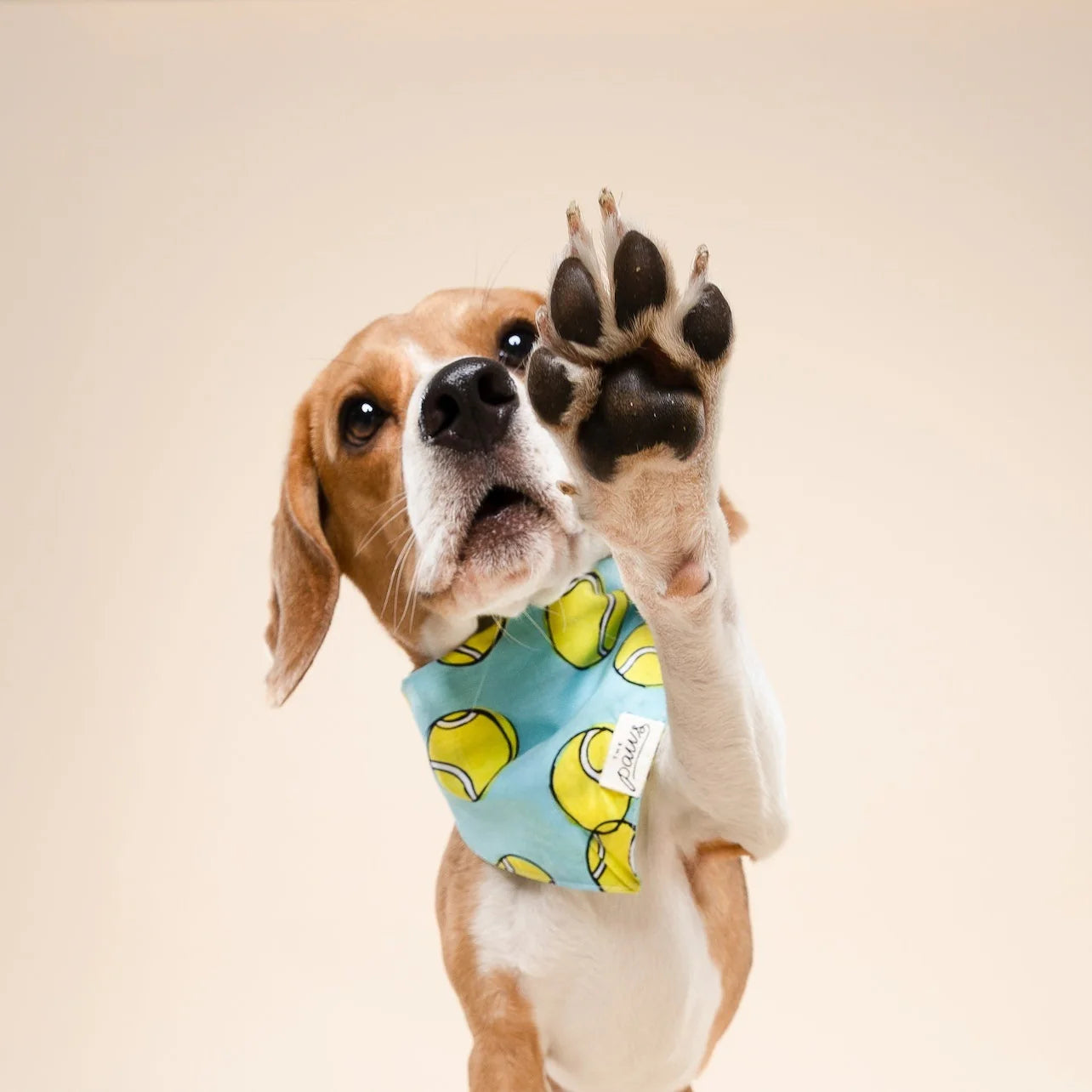 Fetch Bandana