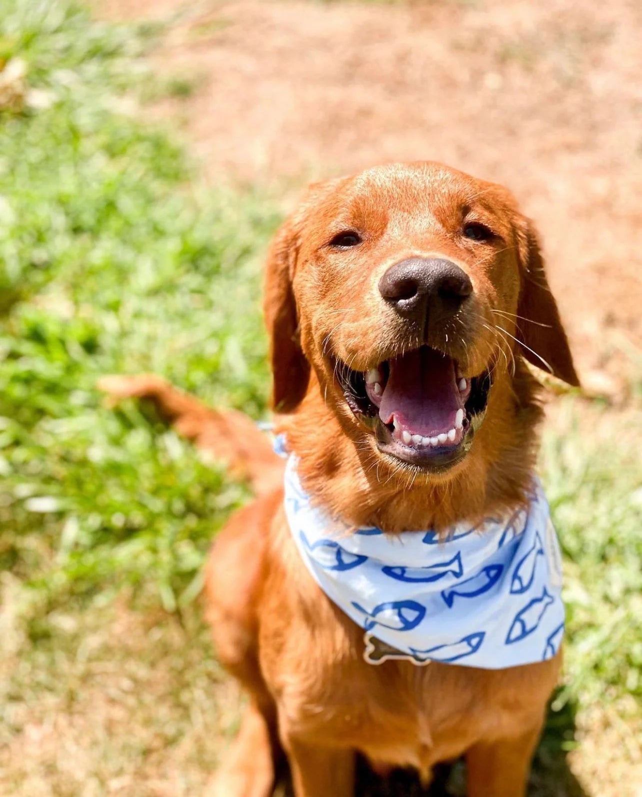 Go Fish Bandana *FINAL SALE*