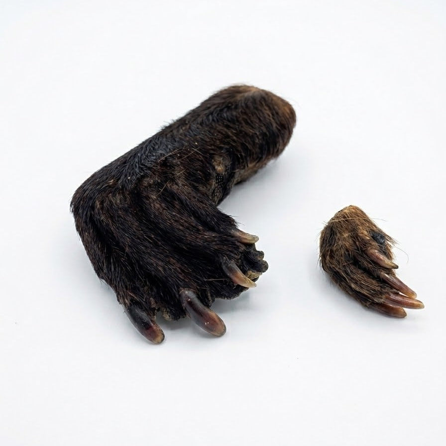 Dehydrated Beaver Feet