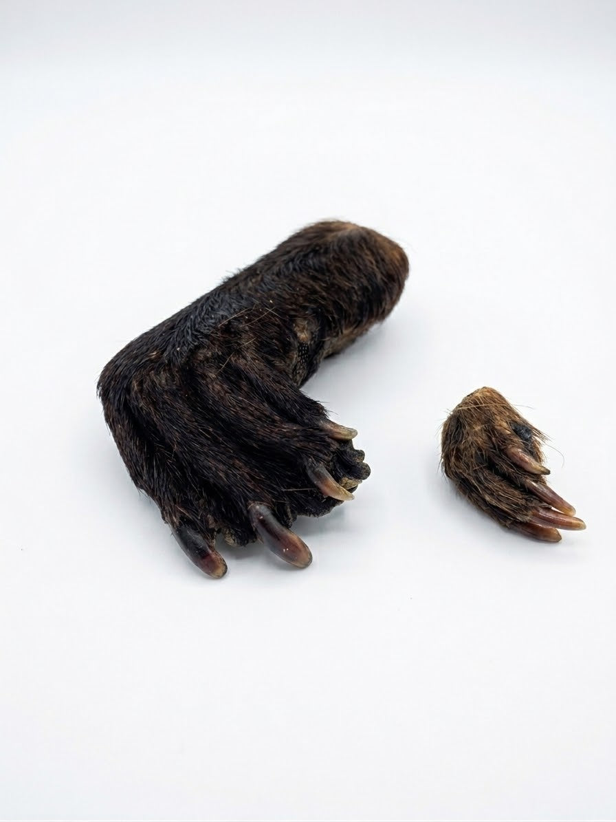 Dehydrated Beaver Feet