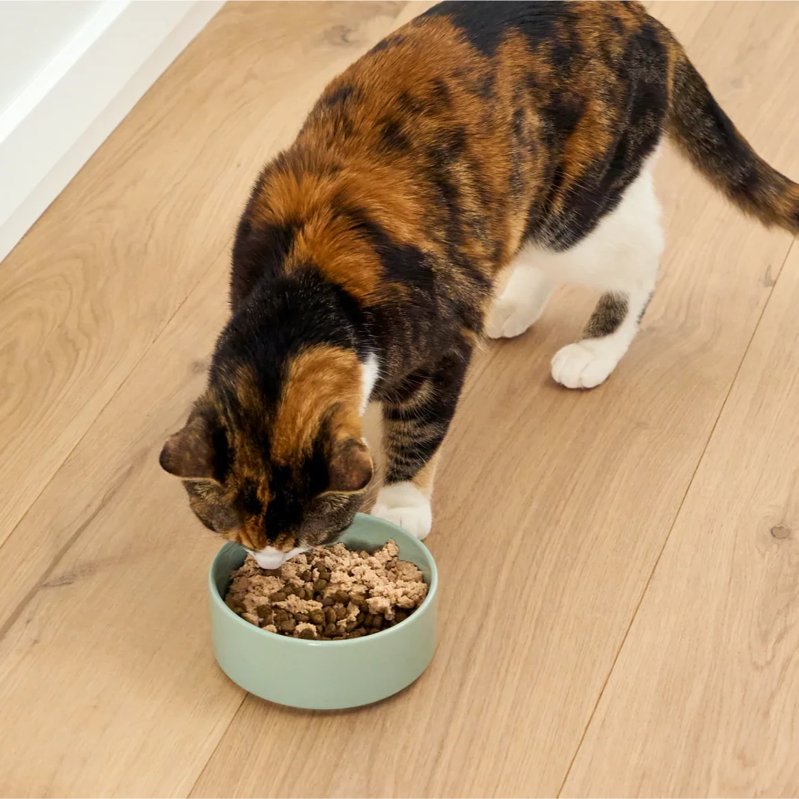 Salmon & Cod Mousse Topper for Cats