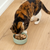 Arctic Char Mousse Topper for Cats