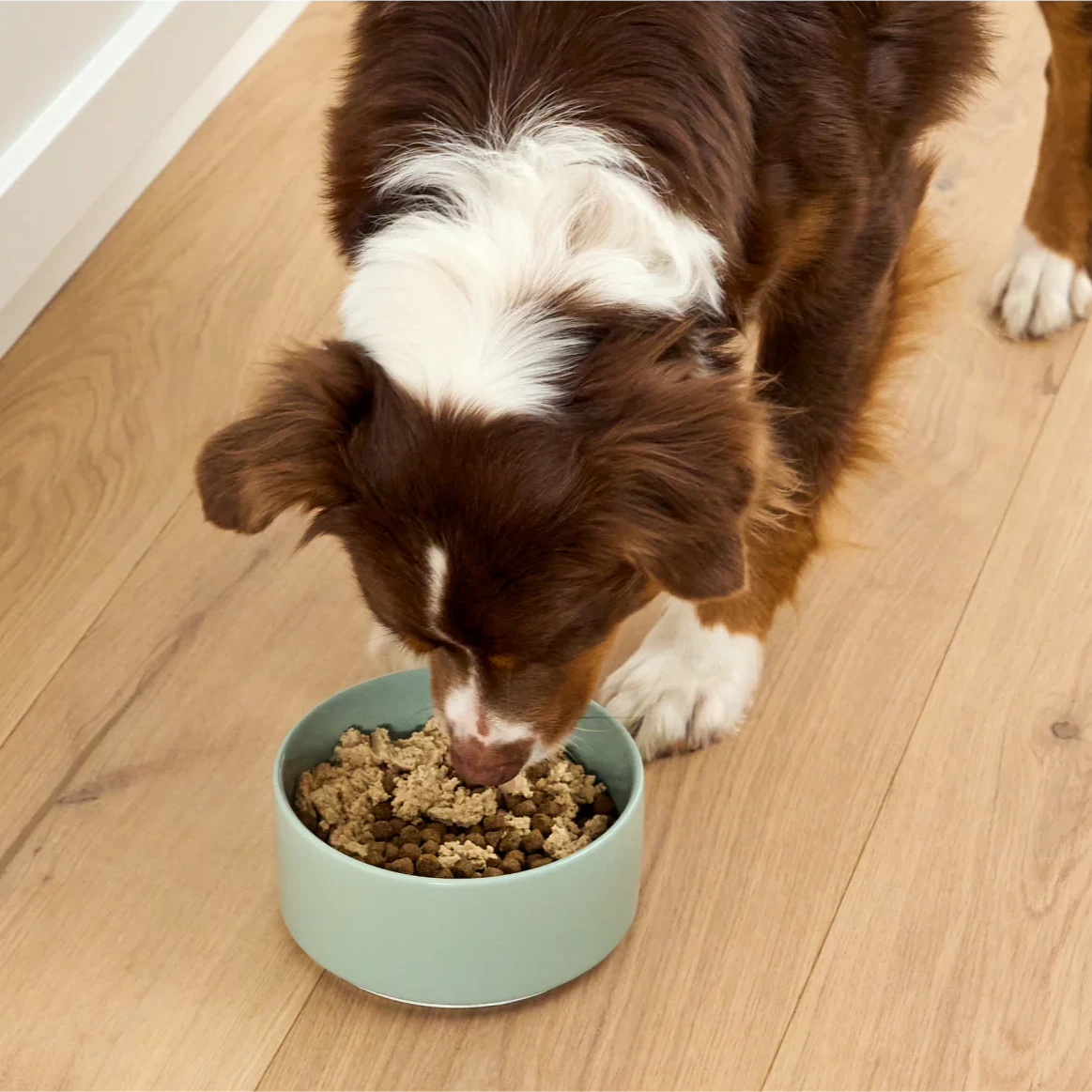 Salmon Mousse Topper for Dogs