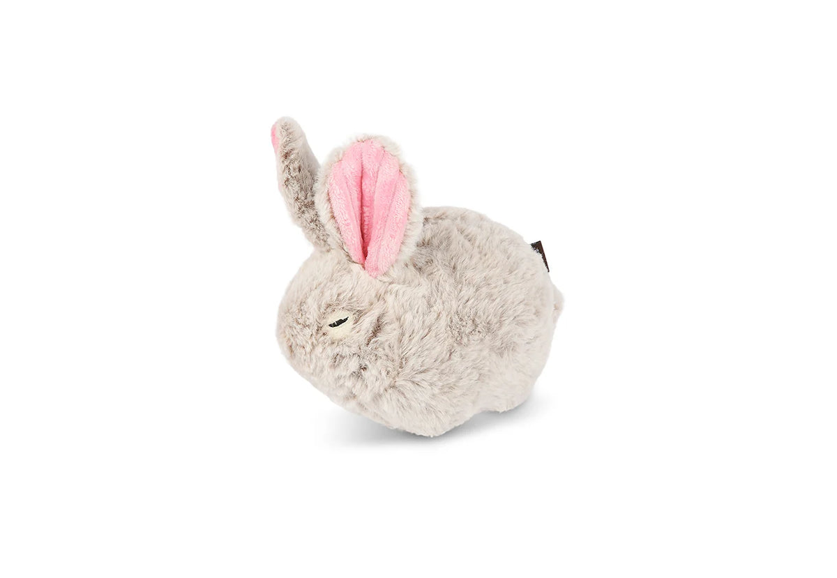Baxter the Bunny