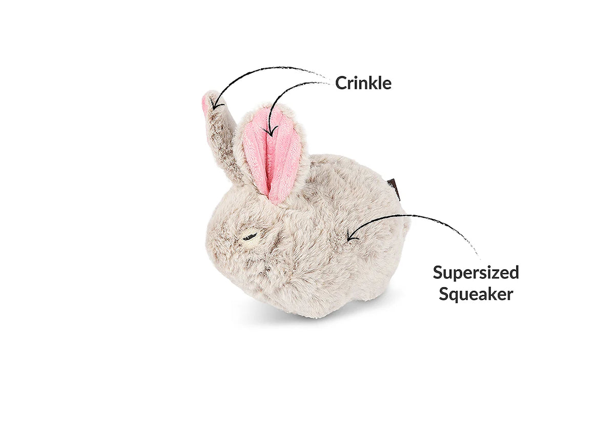 Baxter the Bunny