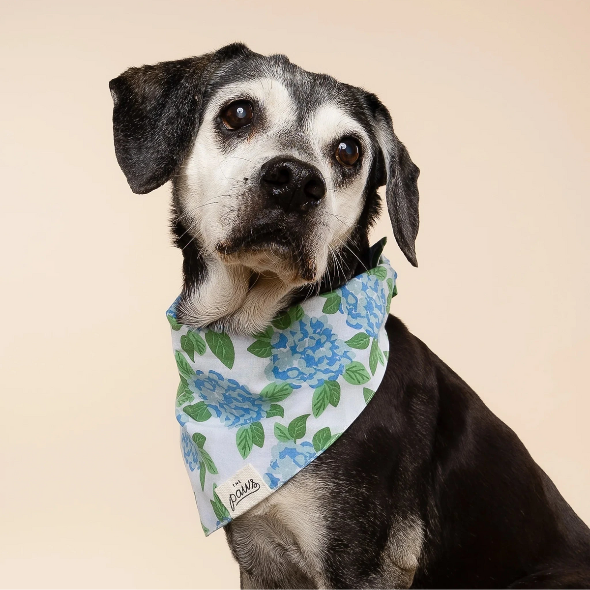Sconset Bandana