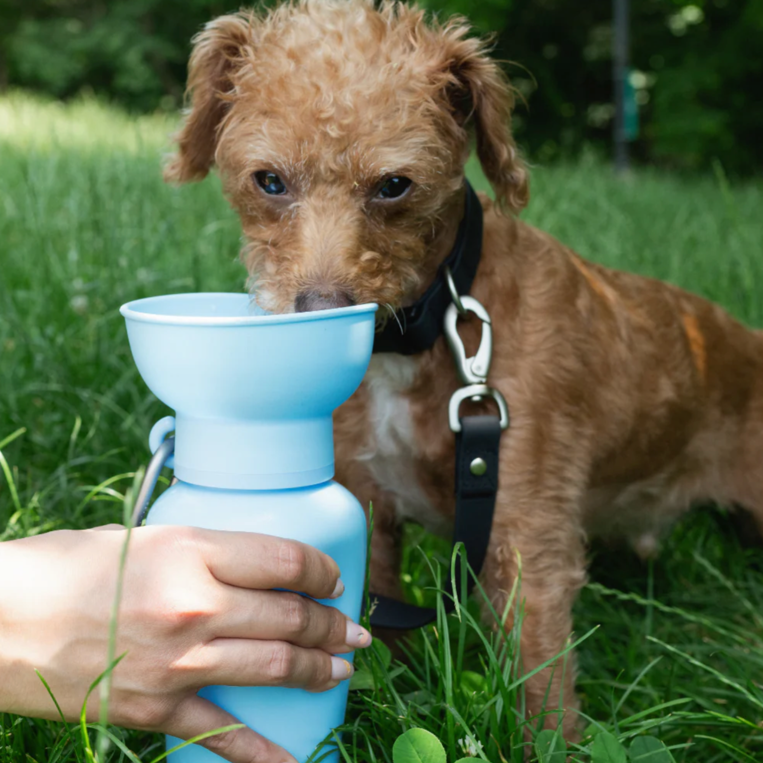 Flip Dog Travel Water Bottle