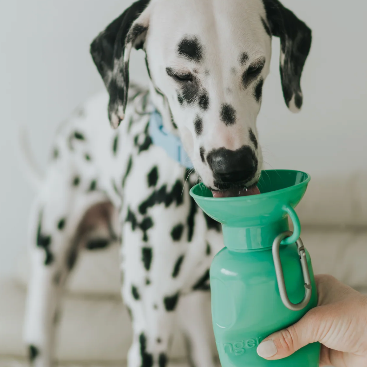 Flip Dog Travel Water Bottle