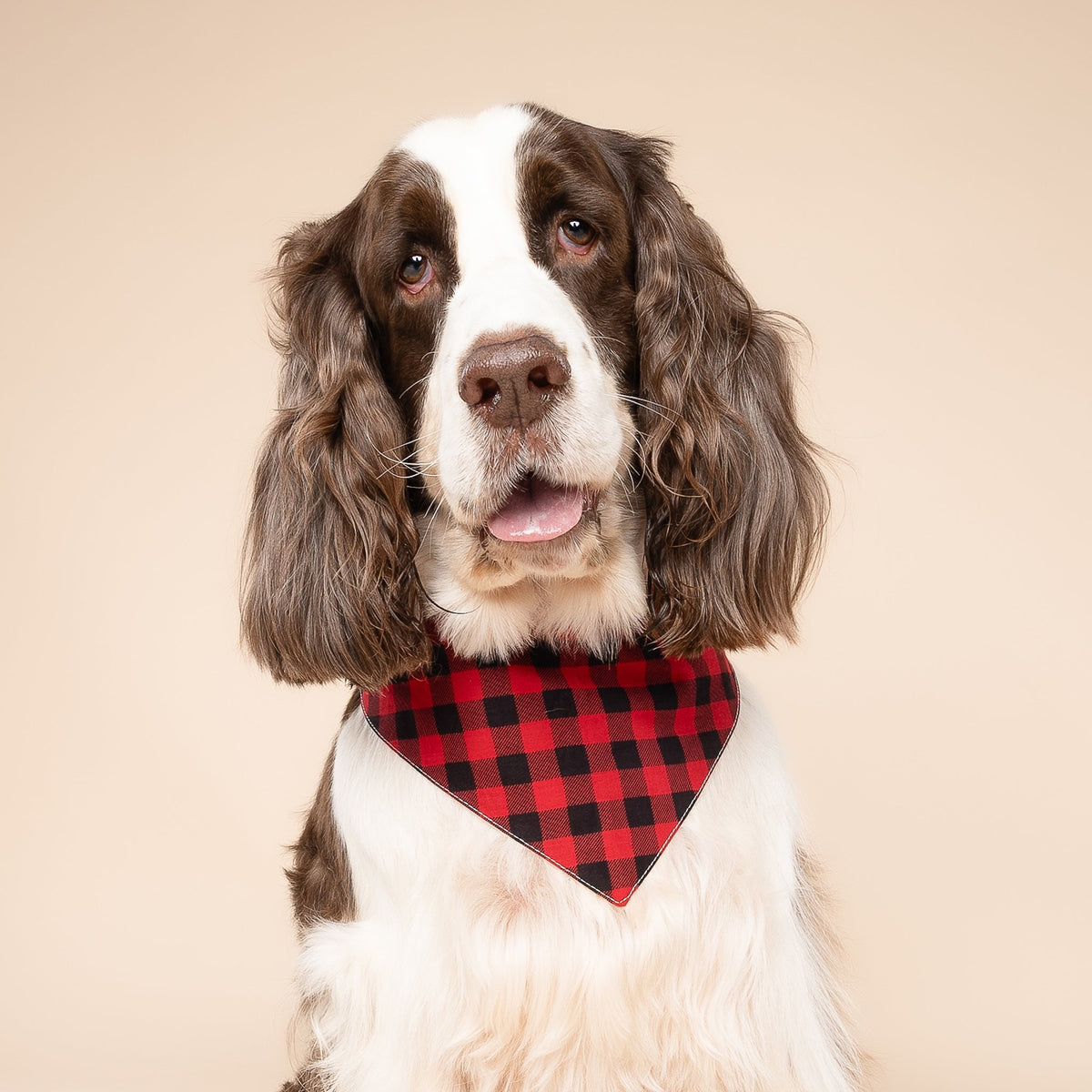 Whisky Bandana