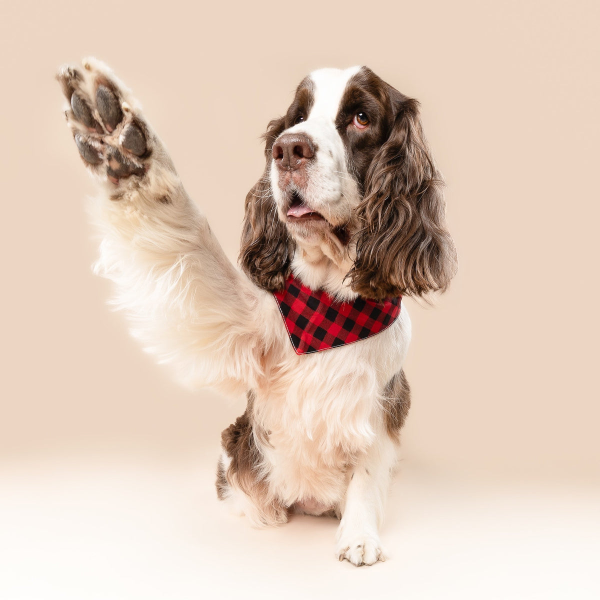Whisky Bandana