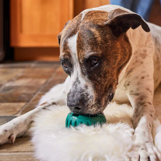 Pupsicle Long Lasting Puzzle Toy