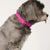 Soft-Touch Waterproof Dog Collar - Mint Green *FINAL SALE*