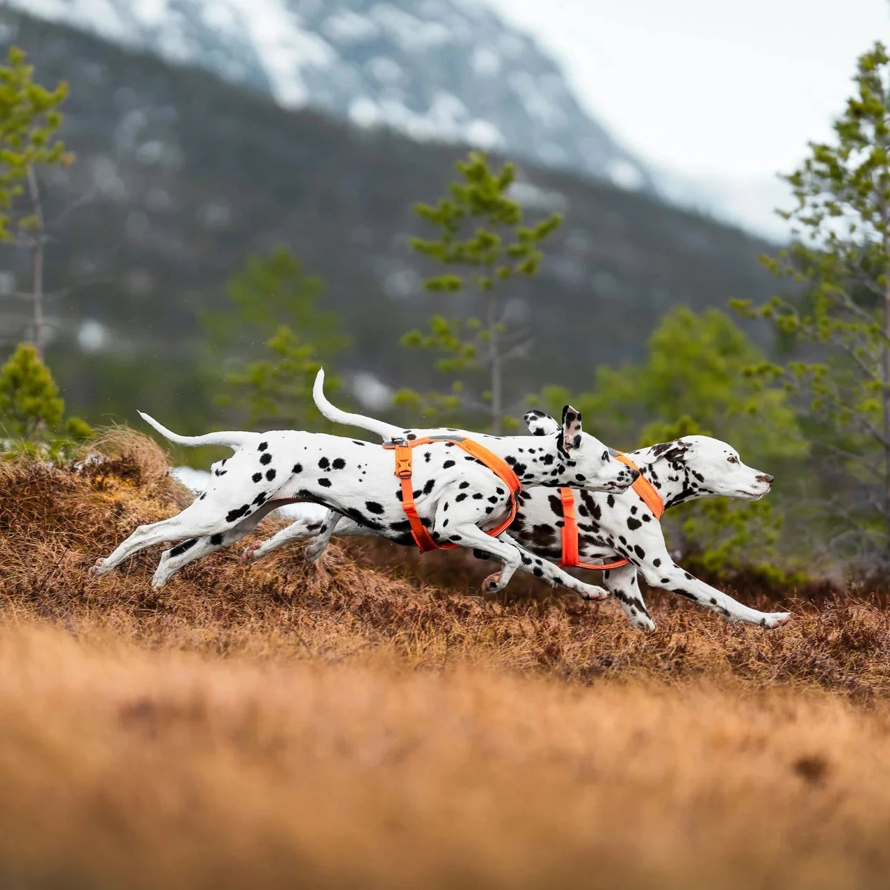 Line Harness 5.0 - Black