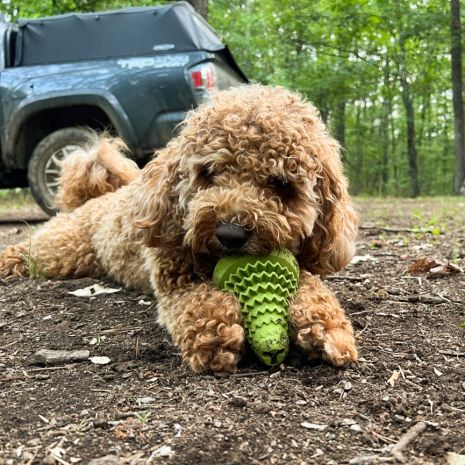 Natural Rubber Evergreen Tree Toy