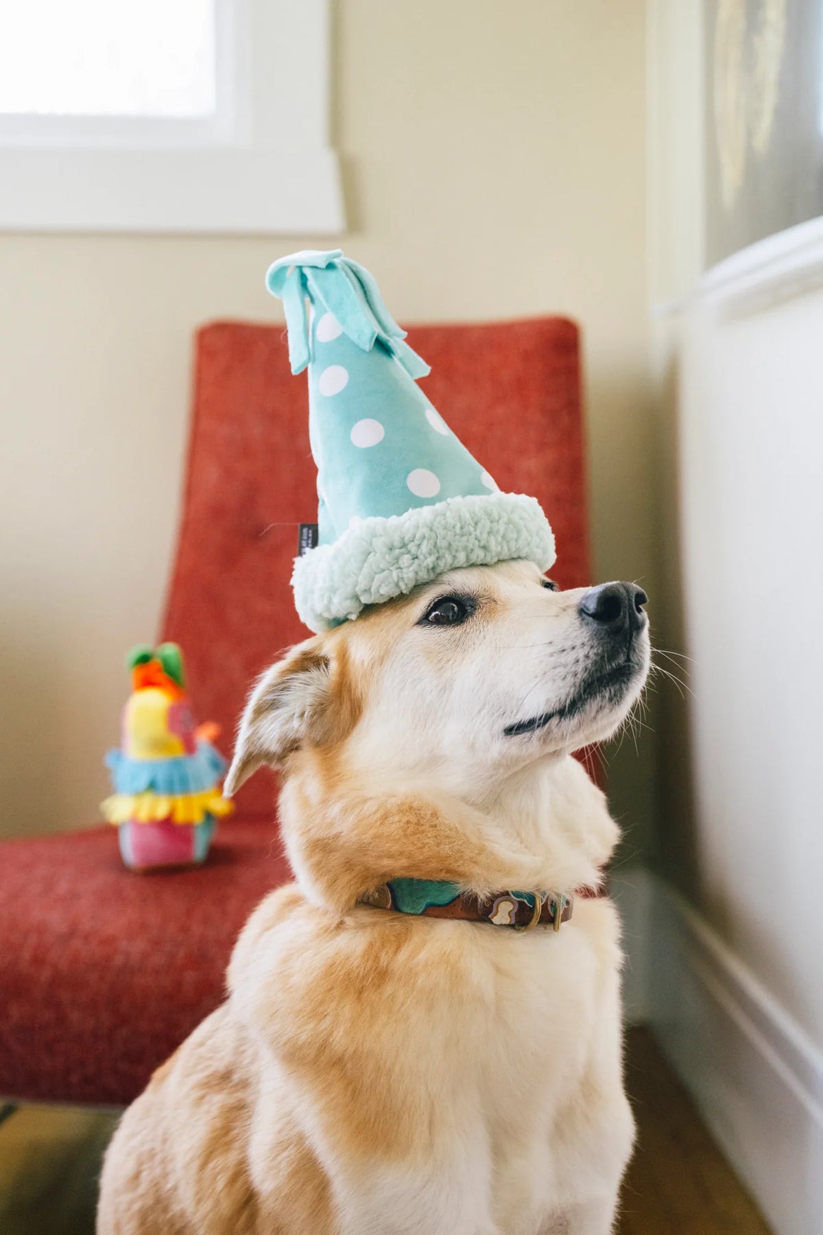Party Animal Yappy Party Hat
