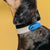 TICKLESS® Mini Chemical-free Tick and Flea Device, Rechargeable