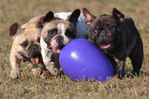 Jolly egg for dogs top