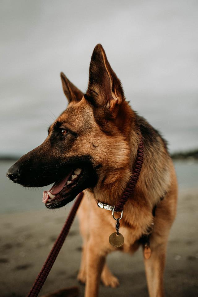24k dog collar cheap
