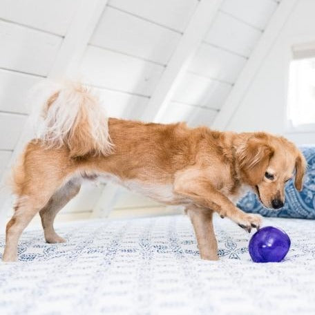 Orbee-Tuff Lil' Snoop Interactive Treat Toy