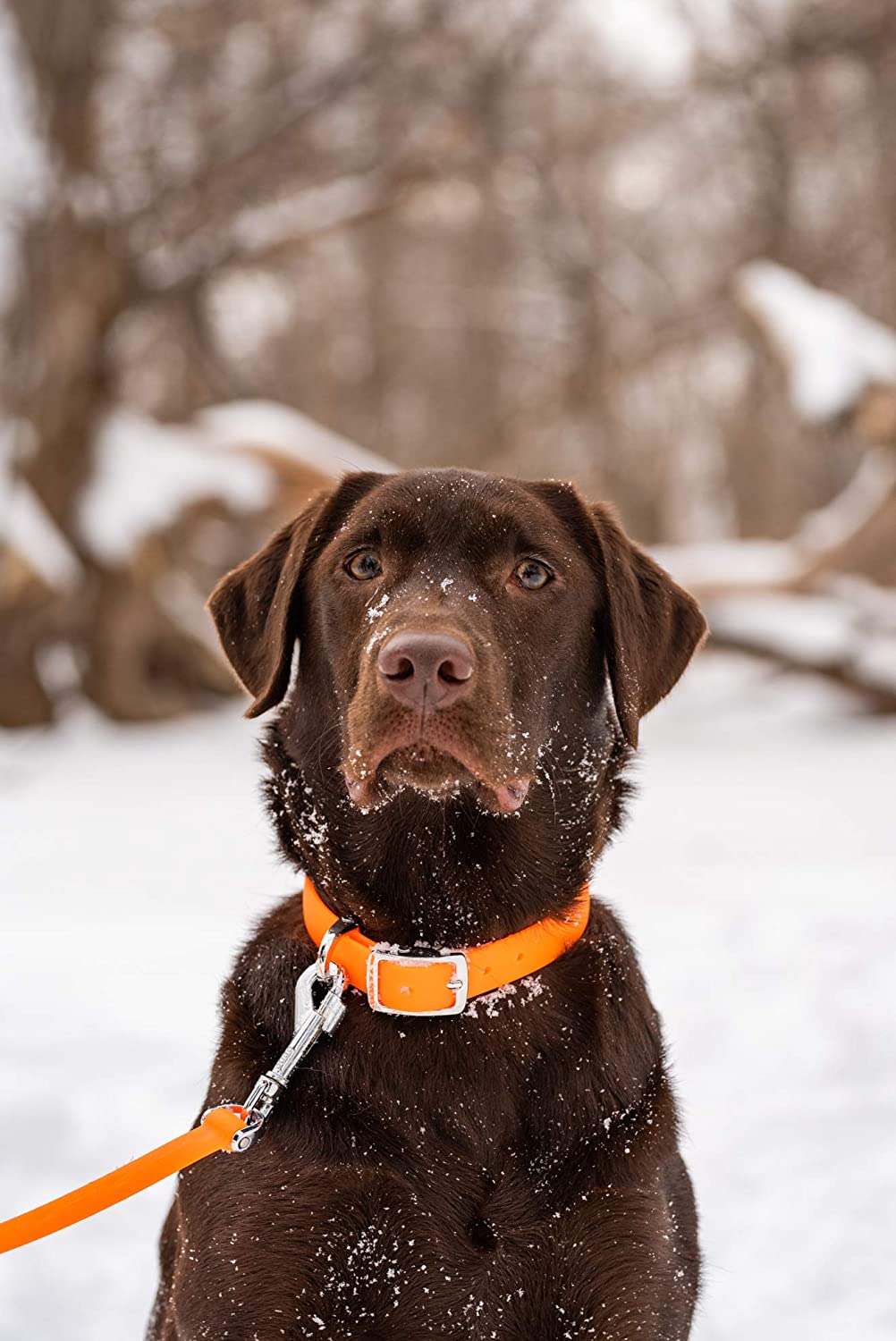 BOND Dog Collar in Tangerine Little Chief Co